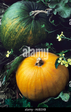 Kürbisfleck. Kürbisse, die auf der Rebe wachsen und im Herbst auf einem Feld für die Herbsternte Reifen. Stockfoto