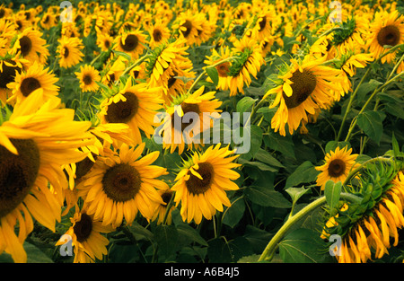 Sonnenblumenfeld (Helianthus). Industrielle Landwirtschaft in der ländlichen Provence, Frankreich. Sonnenblumenöl Ernte. Landwirtschaftliche Produktion von reifen Blumen. Landschaft Stockfoto