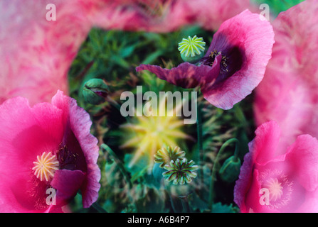 Rote Mohnblumen, Papaver-Rhoeas. Doppelbelichtung Stockfoto