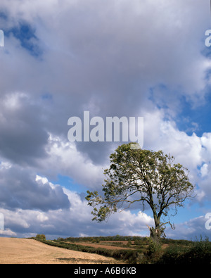 Einsamer Baum in der Landschaft Stockfoto