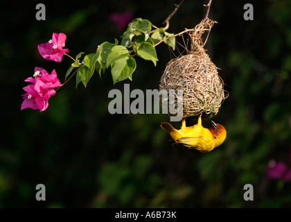 Eine goldene Palme Webervogel baut sein Nest in Mombasa Kenia in Ostafrika Stockfoto