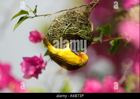 Eine goldene Palme Webervogel baut sein Nest in Mombasa Kenia in Ostafrika Stockfoto