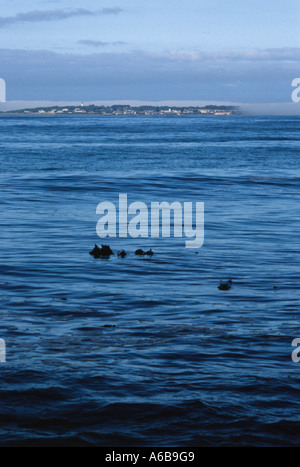 Robben Island Gefängniskomplex, Kapstadt, Südafrika, politischer Gefangener, Nelson Mandela, Gefängnis, Freiheitskampf, Haft, Gefängnis, Landschaft Stockfoto