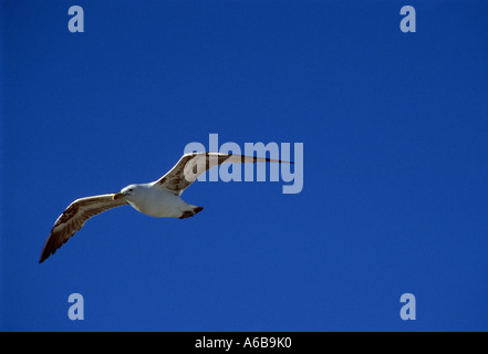 Hintergrund, Grunge, Vogel, eingefräst Kelp Möwe, Larus dominicanus, Fliegen, blauer Himmel, Flug, Vögel, Hintergründe, Tierwelt, Bewegung, Natur, hohe Höhe Stockfoto