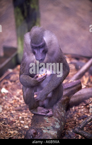 Bibundi Primas Bohrer Pavian mit Neugeborenen Stockfoto