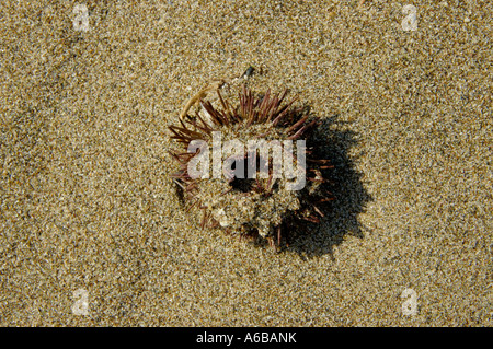 A angespült Meer Kreatur vielleicht ein Urchin an einem Strand im Süden Spaniens Stockfoto