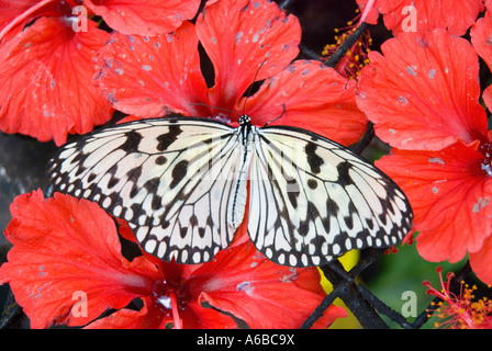 Ideopsis Gaura Perekana Schmetterling saugt Nektar aus roten Hibiskusblüten Stockfoto