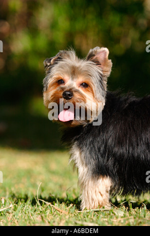 Yorkshire Stockfoto