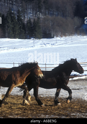 Pferde in Muranska-Planina-Gebirge der Slowakei Stockfoto