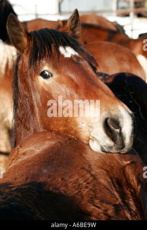 Pferde in Muranska-Planina-Gebirge der Slowakei Stockfoto