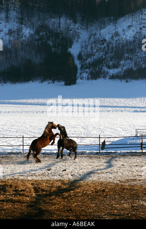 Pferde in Muranska-Planina-Gebirge der Slowakei Stockfoto