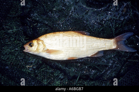 Goldorfen fing einen dekorativen Teichfisch auch regelmäßig von Anglern Leuciscus IDU Familie Karpfenfische Stockfoto