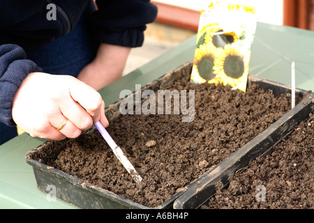 Nahaufnahme von Samen Tabletts und die flache Vertiefungen, Samen zu Pflanzen mit Stift Stockfoto