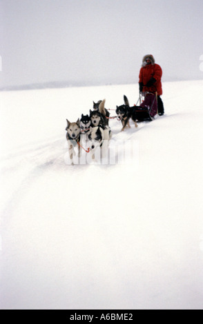 Ein Musher treibt seine Hundeschlitten durch die arktischen Abfälle von Finnland Stockfoto