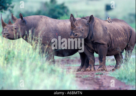 Spitzmaulnashorn (Diceros Dicornis) Stockfoto