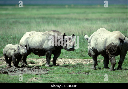 Spitzmaulnashorn (Diceros Dicornis) Stockfoto