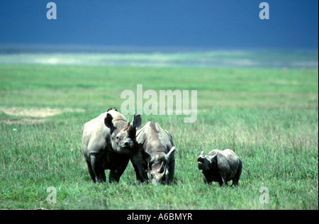 Spitzmaulnashorn (Diceros Dicornis) Stockfoto