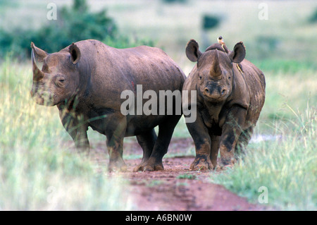 Spitzmaulnashorn (Diceros Dicornis) Stockfoto