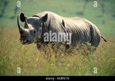 Spitzmaulnashorn (Diceros Dicornis) Stockfoto