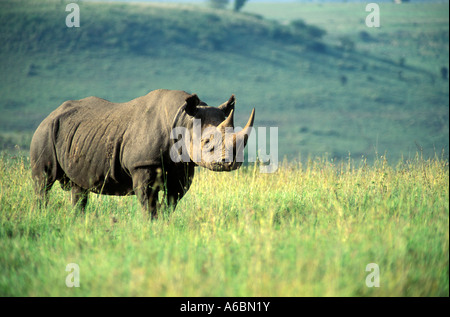 Spitzmaulnashorn (Diceros Dicornis) Stockfoto