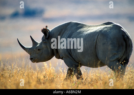 Spitzmaulnashorn (Diceros Dicornis) Stockfoto