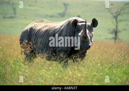 Spitzmaulnashorn (Diceros Dicornis) Stockfoto