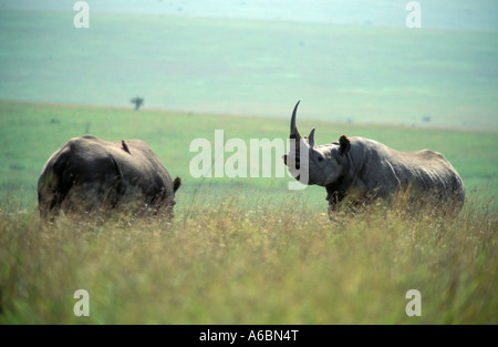 Spitzmaulnashorn (Diceros Dicornis) Stockfoto