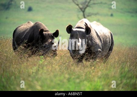 Spitzmaulnashorn (Diceros Dicornis) Stockfoto