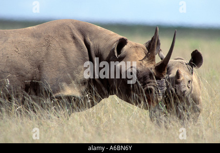 Spitzmaulnashorn (Diceros Dicornis) Stockfoto