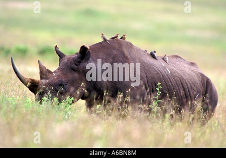 Spitzmaulnashorn (Diceros Dicornis) Stockfoto