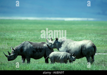 Spitzmaulnashorn (Diceros Dicornis) Stockfoto