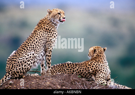 Gepard (Acinonyx Jubatus) Stockfoto