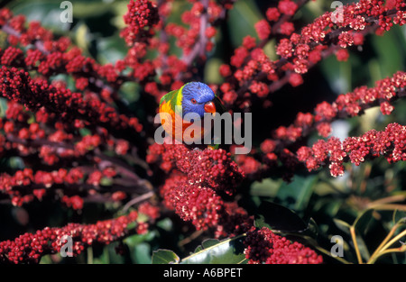 Ein Regenbogen Lorikeet Sydney New South Wales Australien Stockfoto