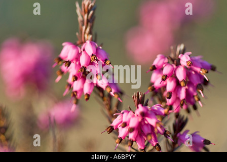 Winter-Heide Erica Carnea Allgäu Bayern Deutschland Stockfoto