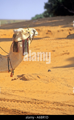 Nahaufnahme von einem Dromedari Kopf auf der Wüste Sahara in Tunesien Stockfoto