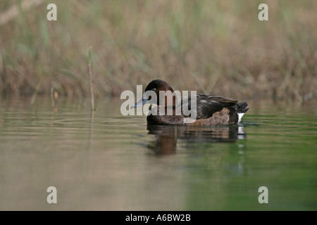 EISENHALTIGE Ente Aythya nyroca Stockfoto