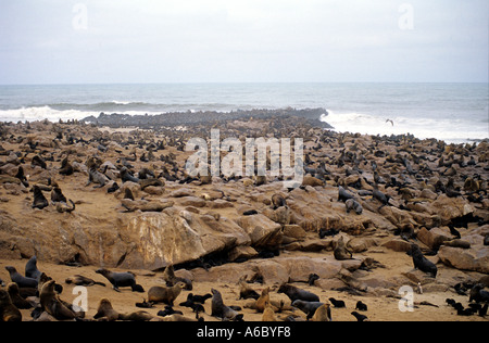 Dichtungen-Cape Cross Namibia Stockfoto