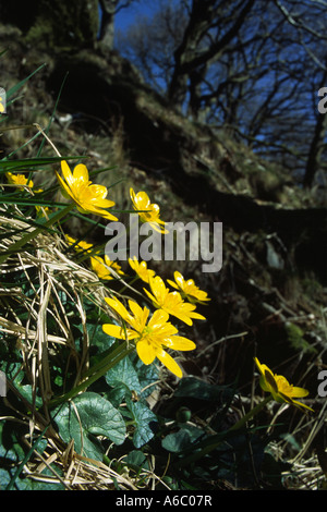 Kleinen Celandines (Ranunculus Ficaria) Blüte auf einem Hügel in Eichenwälder. Powys, Wales, UK. Stockfoto