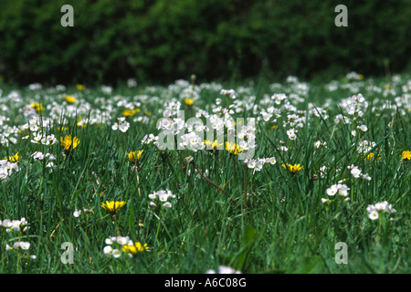 Lady's Kittel oder Kuckuck Blume (Cardamine Pratensis). Blüten in einer Wiese auf einem Bio-Bauernhof. Powys, Wales, UK. Stockfoto