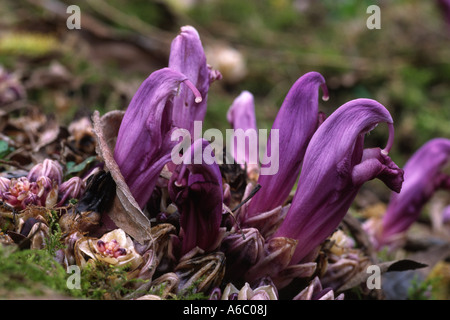 Blüte lila Toothwort (Lathraea Clandestina). Die Pflanze ist parasitäre auf die Wurzeln der Bäume. Stockfoto