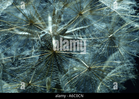 Nahaufnahme von einem Seedhead der Geißbart (Tragopogon Pratensis) Stockfoto