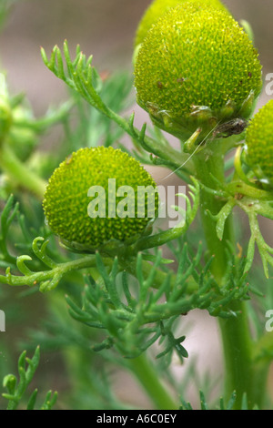 Blumen von Ananas Unkraut oder Rayless Mayweed (Matricaria Matricarioides). Powys, Wales, UK. Stockfoto