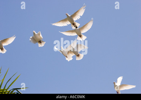 Weiße Tauben im Flug gegen eine lebendige blauen Himmel gesehen. Stockfoto