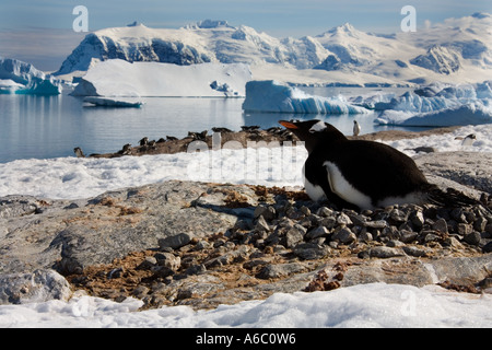 Gentoo Penguin auf seinem Nest auf Cuverville Island in der Antarktis Stockfoto