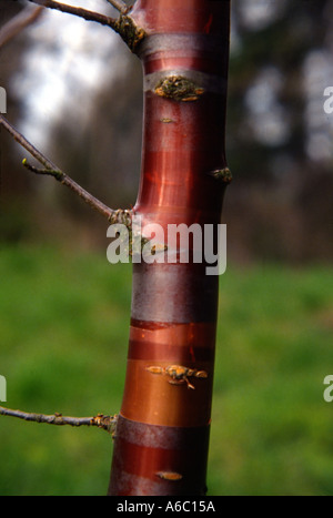 Birke Rinde Kirsche Prunus serrula Stockfoto