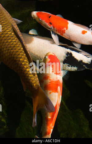 Bunte dekorative Koi schwimmen in einem Gartenteich. Stockfoto