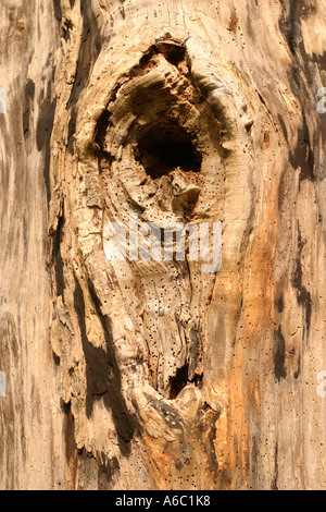 Baumstamm mit Holzwurm Löcher Stockfoto