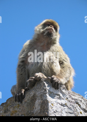 APE-Porträts am Felsen von Gibraltar Stockfoto