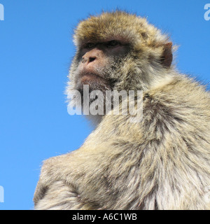 APE-Porträt in Gibraltar Stockfoto