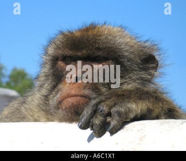 APE-Porträt in Gibraltar Stockfoto